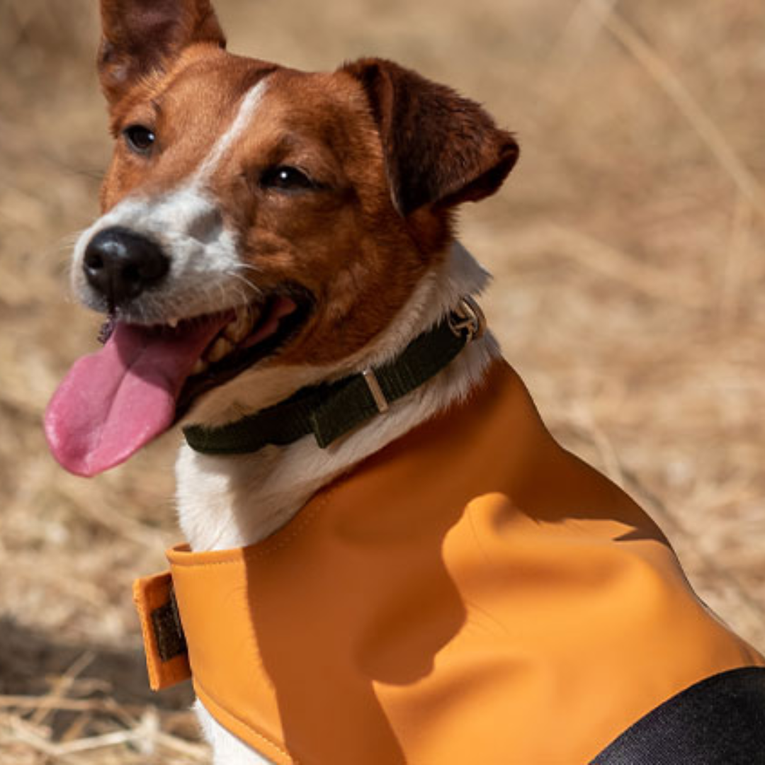 DOG RAINCOAT